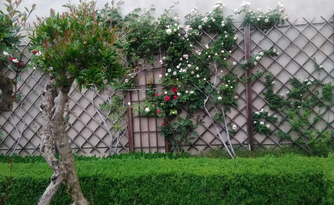 il giardino oggi (12)