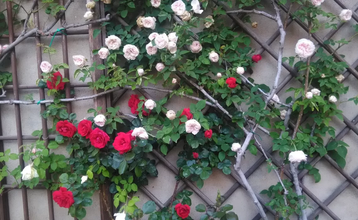 il giardino oggi (13)