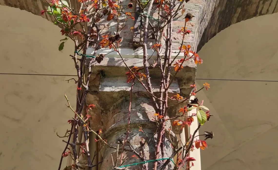 il giardino oggi (8)