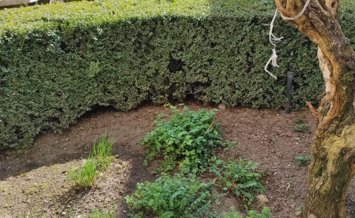 il giardino oggi (9)